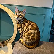 Aston participe au concours pour gagner de l'argent avec cette photo : bengal_cat, cat, feline, pet, indoor, couch, gray_couch, wooden_cat_wheel, curious, striped_fur, orange_brown_fur, teal_wall, paneling, animal, domestic_cat, sitting, looking, whiskers, ears, tail