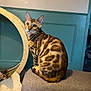 bengal_cat, cat, feline, pet, indoor, couch, gray_couch, wooden_cat_wheel, curious, striped_fur, orange_brown_fur, teal_wall, paneling, animal, domestic_cat, sitting, looking, whiskers, ears, tail