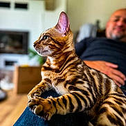 Aston a rejoint le concours — aidez-le/la à gagner de superbes lots ! animal, bengal_cat, blurred_background, casual, cat, closeup, comfort, companionship, domestic, feline, home, indoor, lap, person, pet, portrait, relaxing, resting, seated, striped_fur