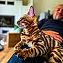 cat, bengal_cat, striped_fur, pet, animal, indoor, person, relaxing, lap, feline, closeup, portrait, blurred_background, home, comfort, casual, seated, resting, domestic, companionship