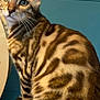 Aston participe au concours pour gagner de l'argent avec cette photo : cat, bengal_cat, animal, pet, fur, striped, sitting, close_up, indoor, feline, whiskers, ears, tail, curious, soft_surface, household, domestic, portrait, mammal, eye