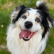 Mady participe au concours pour gagner de l'argent avec cette photo : dog, animal, pet, happy, tongue_out, fluffy, black_and_white, grass, outdoor, close_up, canine, friendly, smiling, fur, portrait, nature, cute, playful, tongue, ears