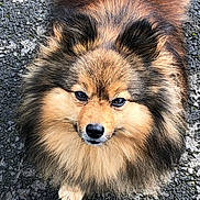 Lenny a rejoint le concours — aidez-le/la à gagner de superbes lots ! dog, fluffy, pomeranian, pet, animal, outdoor, fur, cute, small_dog, face, eyes, paw, canine, mammal, looking_up, brown_fur, black_fur, nose, adorable, standing