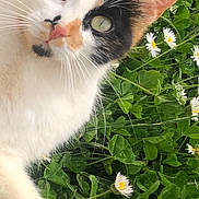 Pistache participe au concours pour gagner de l'argent avec cette photo : cat, calico, animal, pet, whiskers, flower, daisy, greenery, grass, clover, nature, outdoor, cute, closeup, fur, paw, wildlife, mammal, relaxed, curious