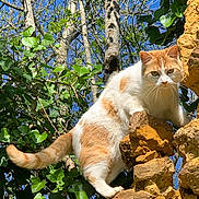 Moustache a rejoint le concours — aidez-le/la à gagner de superbes lots ! cat, orange_and_white, stone_wall, ivy, green_leaves, trees, blue_sky, outdoor, nature, animal, feline, curious, perched, sunlight, daytime, wildlife, mammal, pet, whiskers, tail