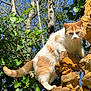 cat, orange_and_white, stone_wall, ivy, green_leaves, trees, blue_sky, outdoor, nature, animal, feline, curious, perched, sunlight, daytime, wildlife, mammal, pet, whiskers, tail