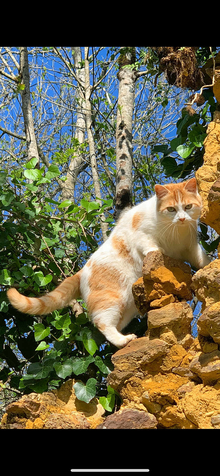 Moustache a rejoint le concours — aidez-le/la à gagner de superbes lots ! cat, orange_and_white, stone_wall, ivy, green_leaves, trees, blue_sky, outdoor, nature, animal, feline, curious, perched, sunlight, daytime, wildlife, mammal, pet, whiskers, tail