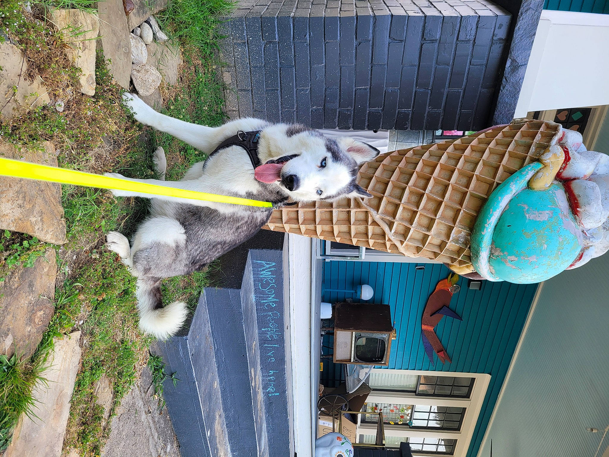 Dude is registered to the contest to win money with this photo: canidae, carnivore, companion_dog, dog_breed, dog_supply, fawn, fur, house, leisure, outdoor_furniture, plant, stuffed_toy, tail, wood