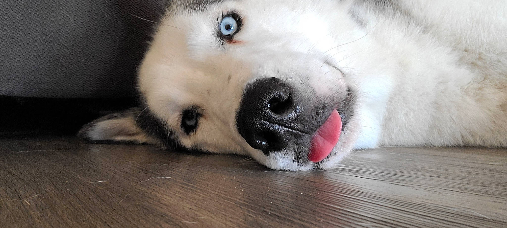 Dude joined the competition — help win amazing prizes! canidae, carnivore, companion_dog, dog, dog_breed, fawn, flooring, fur, hardwood, non_sporting_group, paw, plank, sporting_group, terrestrial_animal, varnish, whiskers, wood, wood_flooring, working_animal, working_dog