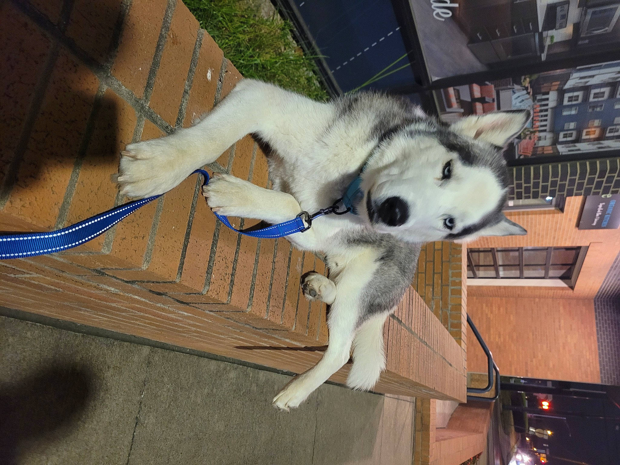 Dude is registered to the contest to win money with this photo: canidae, canis, carnivore, collar, companion_dog, dog, dog_breed, flooring, fur, hardwood, mammal, siberian_husky, sled_dog, snout, sporting_group, tail, vertebrate, wood, working_animal, working_dog