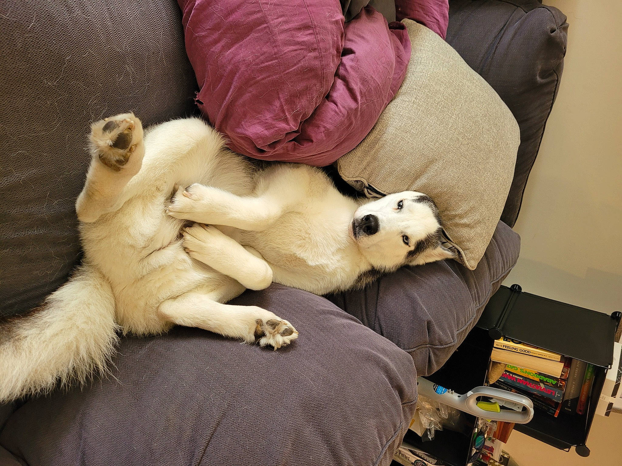 Dude joined the competition — help win amazing prizes! canidae, carnivore, comfort, companion_dog, couch, dog, dog_breed, dog_supply, fawn, felidae, fur, linens, paw, small_to_medium_sized_cats, sporting_group, stuffed_toy, tail, toy, toy_dog, whiskers