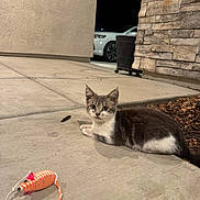 Charlie is registered to the contest to win money with this photo: animal, car, cat, concrete, curious, ears, fur, kitten, night, outdoor, pet, plant_pot, playful, relaxed, sidewalk, small, stone_wall, toy_mouse, whiskers, young