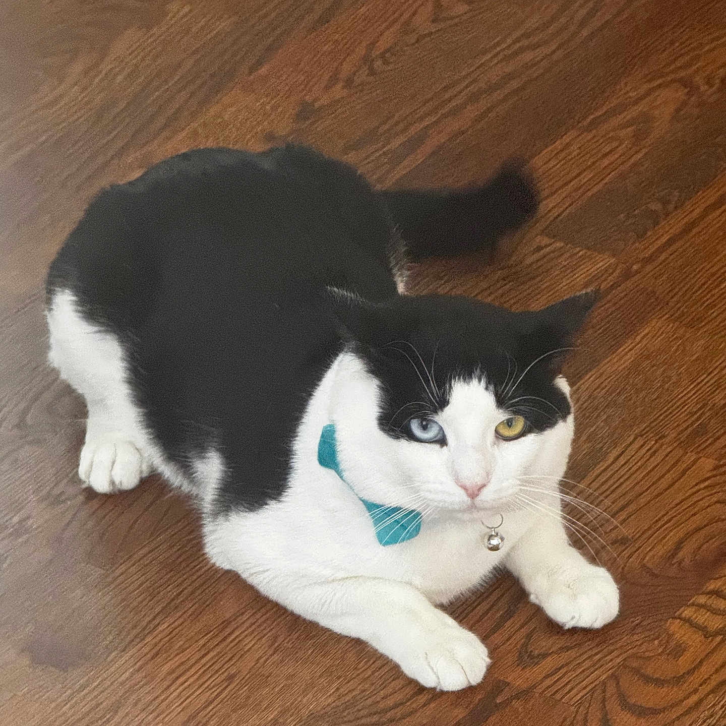 Misoury joined the competition — help win amazing prizes! animal, bell, black_and_white, blue_eye, bow_tie, cat, collar, curious, cute, domestic, feline, fur, heterochromia, indoor, lying_down, paws, pet, whiskers, wooden_floor, yellow_eye