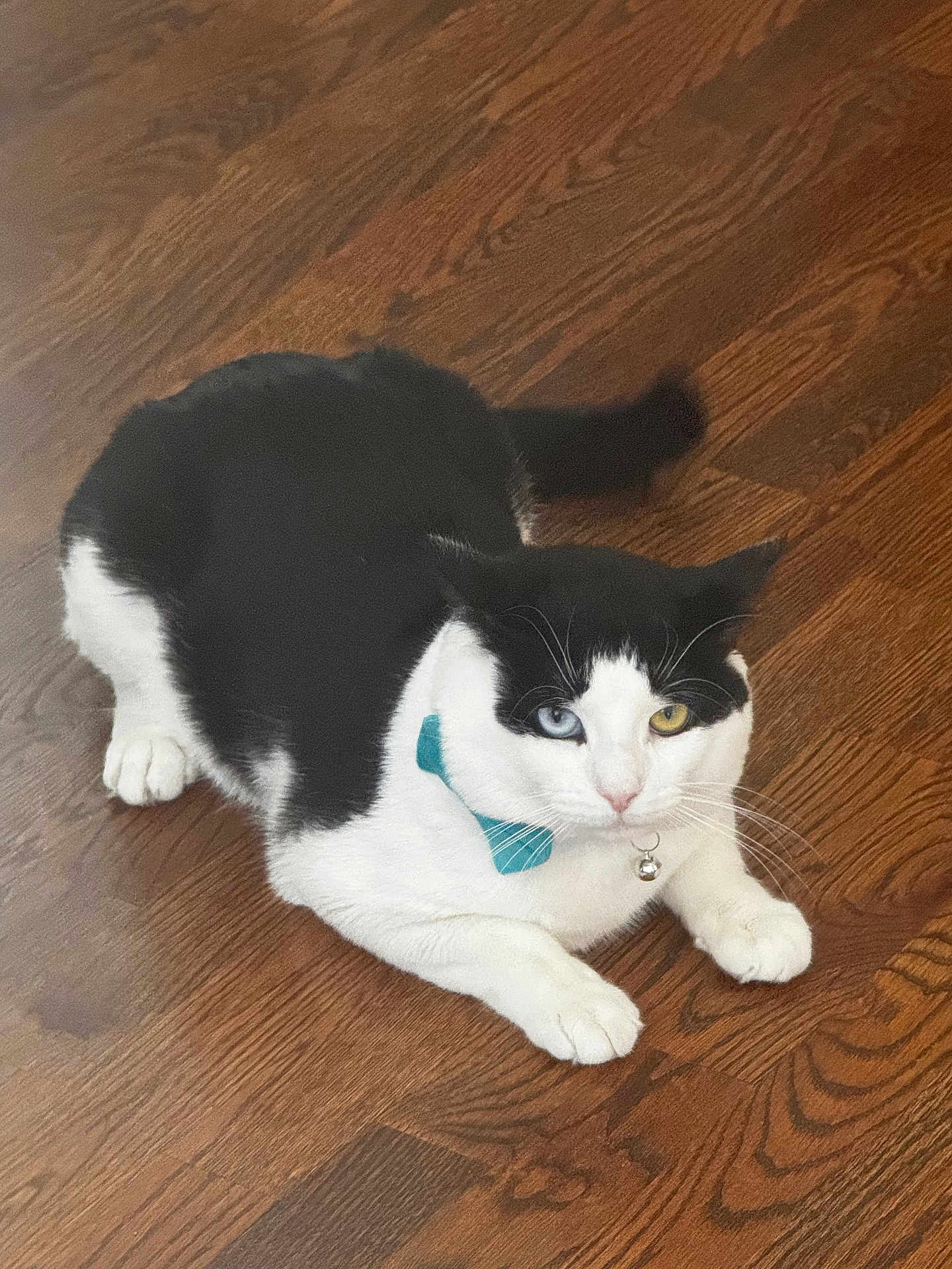 Misoury joined the competition — help win amazing prizes! cat, heterochromia, blue_eye, yellow_eye, bow_tie, collar, bell, black_and_white, pet, animal, indoor, wooden_floor, feline, whiskers, paws, cute, lying_down, domestic, curious, fur