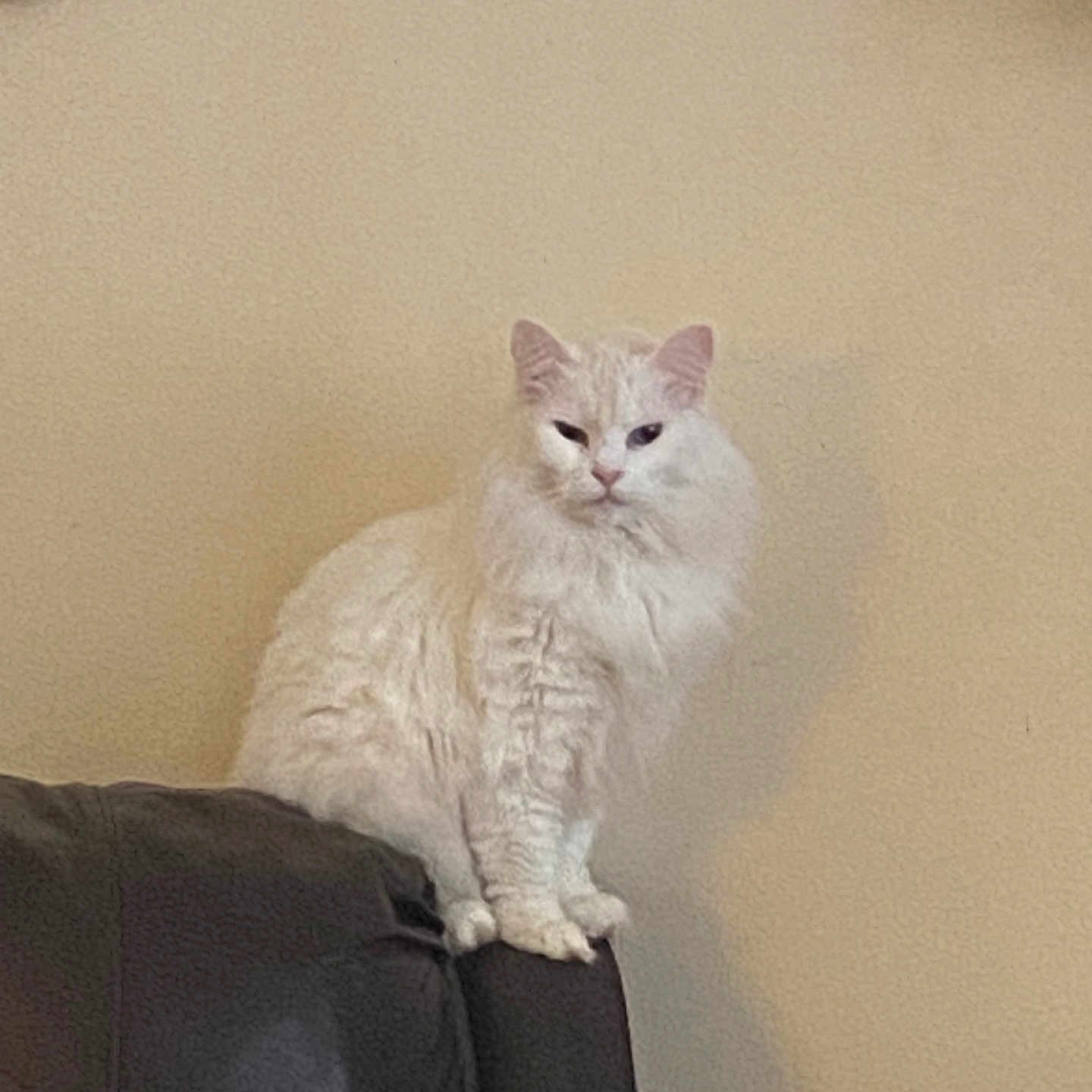 Blue Eyes is registered to the contest to win money with this photo: angora, animal, architecture, armchair, building, cat, chair, couch, cushion, furniture, homedecor, indoors, kitten, manx, person, pet, siamese, sleeping, wall, white