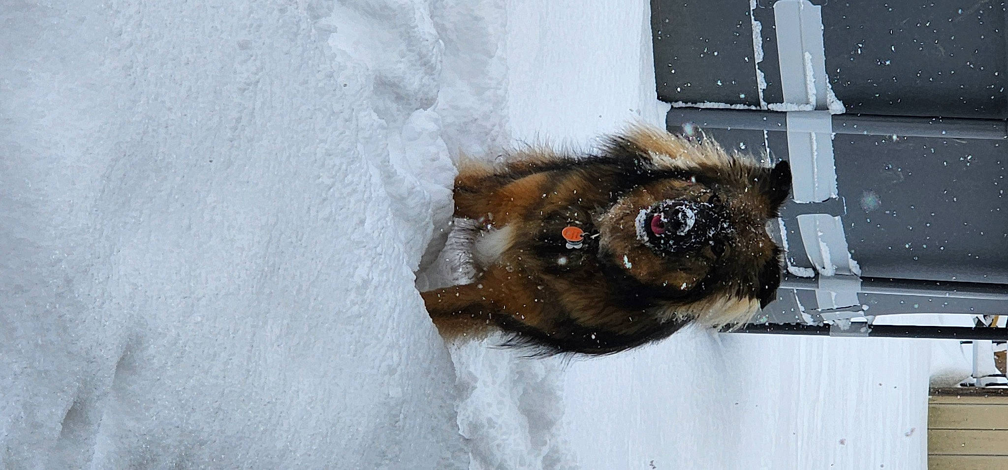 Sunny is registered to the contest to win money with this photo: claw, freezing, fur, natural_material, precipitation, snout, snow, terrestrial_animal, tire, tree, whiskers, window, winter