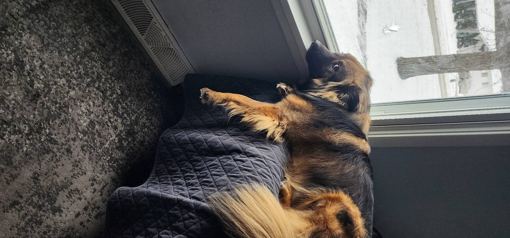 Sunny is registered to the contest to win money with this photo: canidae, carnivore, claw, companion_dog, dog, dog_breed, fawn, felidae, fur, german_shepherd_dog, heat, human_leg, paw, small_to_medium_sized_cats, snout, sporting_group, tail, whiskers, wildlife, wood