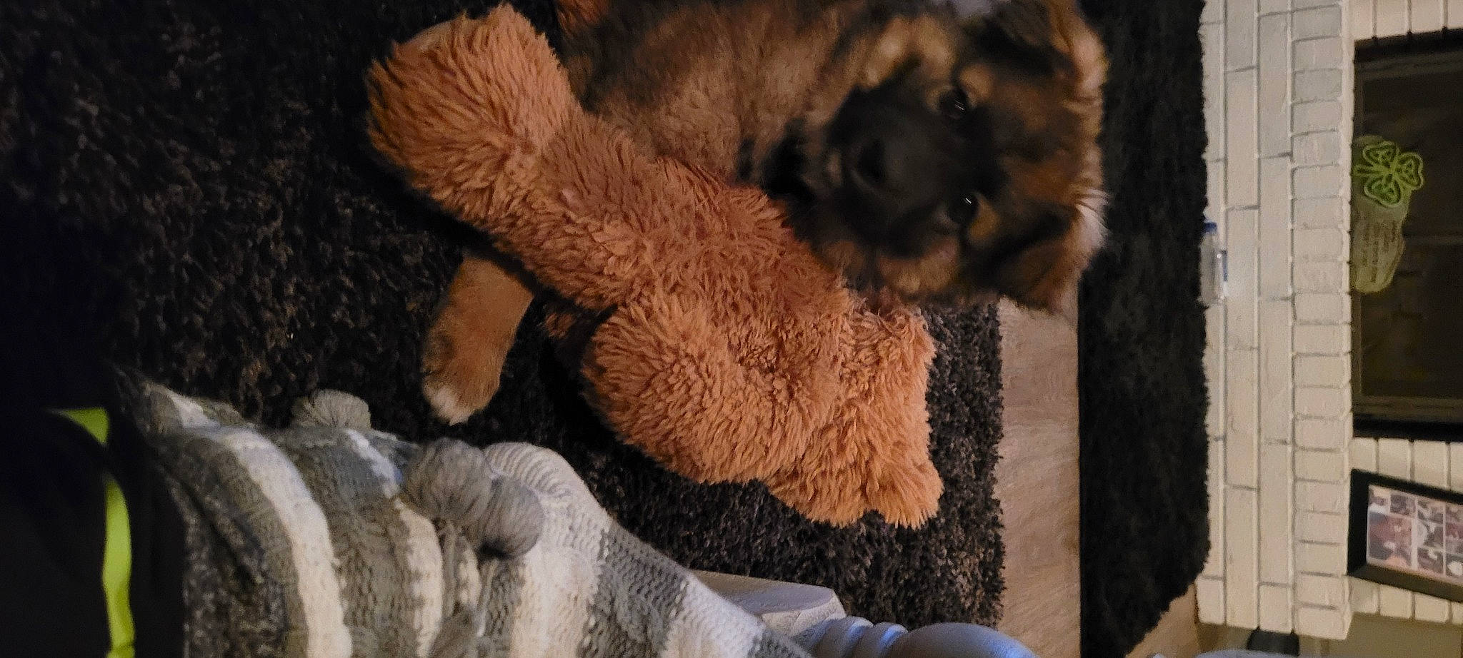 Sunny is registered to the contest to win money with this photo: canidae, comfort, companion_dog, dog, dog_breed, fawn, felidae, fur, linens, nap, natural_material, sporting_group, stuffed_toy, tail, terrestrial_animal, thread, toy, wood, wool, woolen