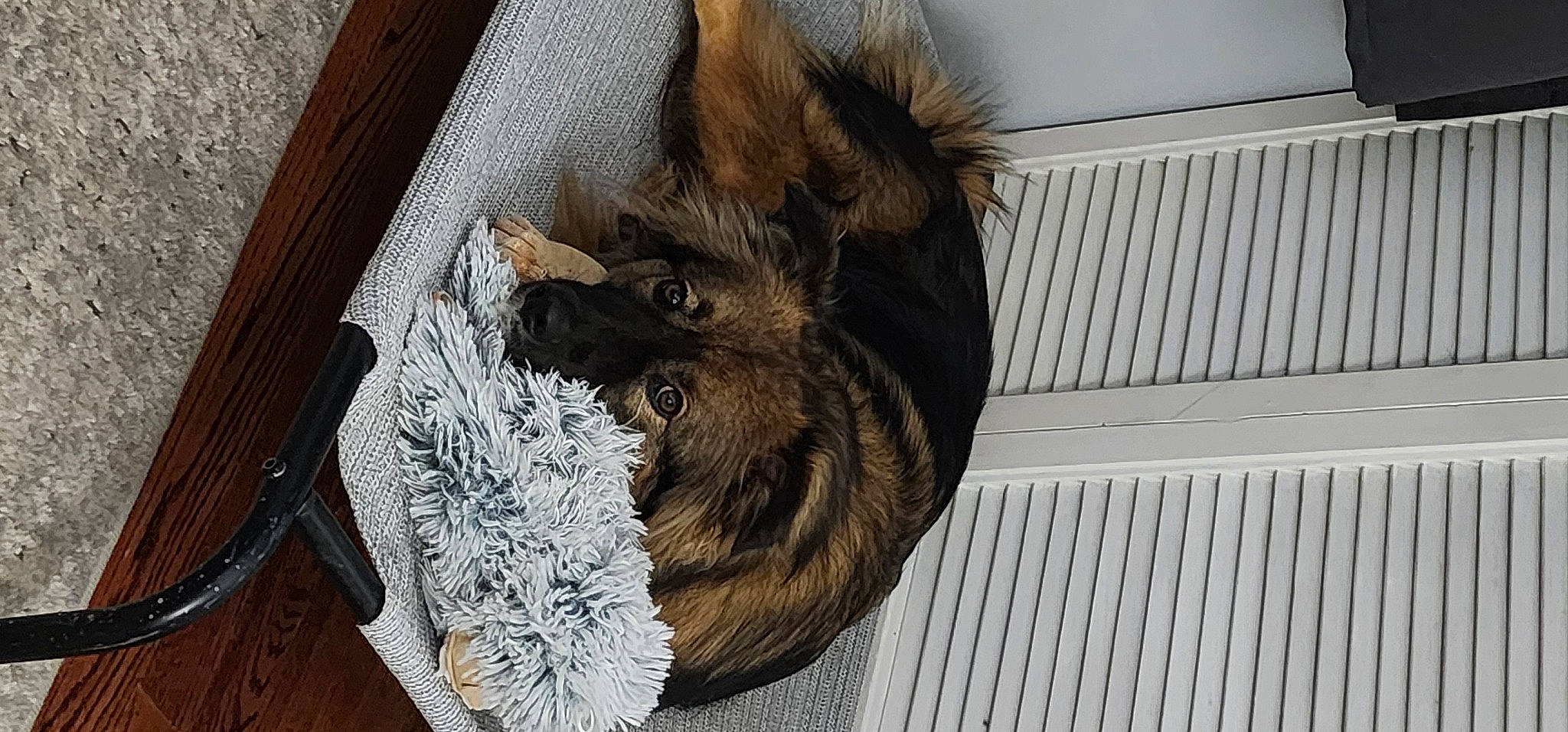 Sunny joined the competition — help win amazing prizes! canidae, carnivore, claw, companion_dog, dog_breed, domestic_rabbit, domestic_short_haired_cat, fawn, felidae, fur, hardwood, liver, scottish_terrier, small_to_medium_sized_cats, snout, sporting_group, tail, whiskers, window, wood