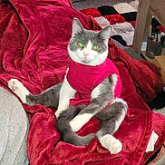 Daisy joined the competition — help win amazing prizes! cat, gray_cat, white_cat, red_shirt, red_blanket, couch, indoor, furniture, cat_igloo, carpet, relaxed, pet, tail, paws, cozy, living_room, table, chair, home, domestic_animal