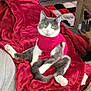 cat, gray_cat, white_cat, red_shirt, red_blanket, couch, indoor, furniture, cat_igloo, carpet, relaxed, pet, tail, paws, cozy, living_room, table, chair, home, domestic_animal