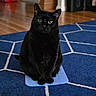 black_cat, cat, indoor, blue_rug, geometric_pattern, wooden_floor, pet, animal, sitting, mat, feline, domestic_cat, fur, whiskers, ears, eyes, flooring, home, quiet, background_blur