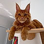 animal, cat, colorful_painting, curious, cute, door, ears, feline, fluffy_paws, ginger_cat, house, indoor, mammal, pet, portrait, relaxed, resting, whiskers, white_wall, wooden_shelf