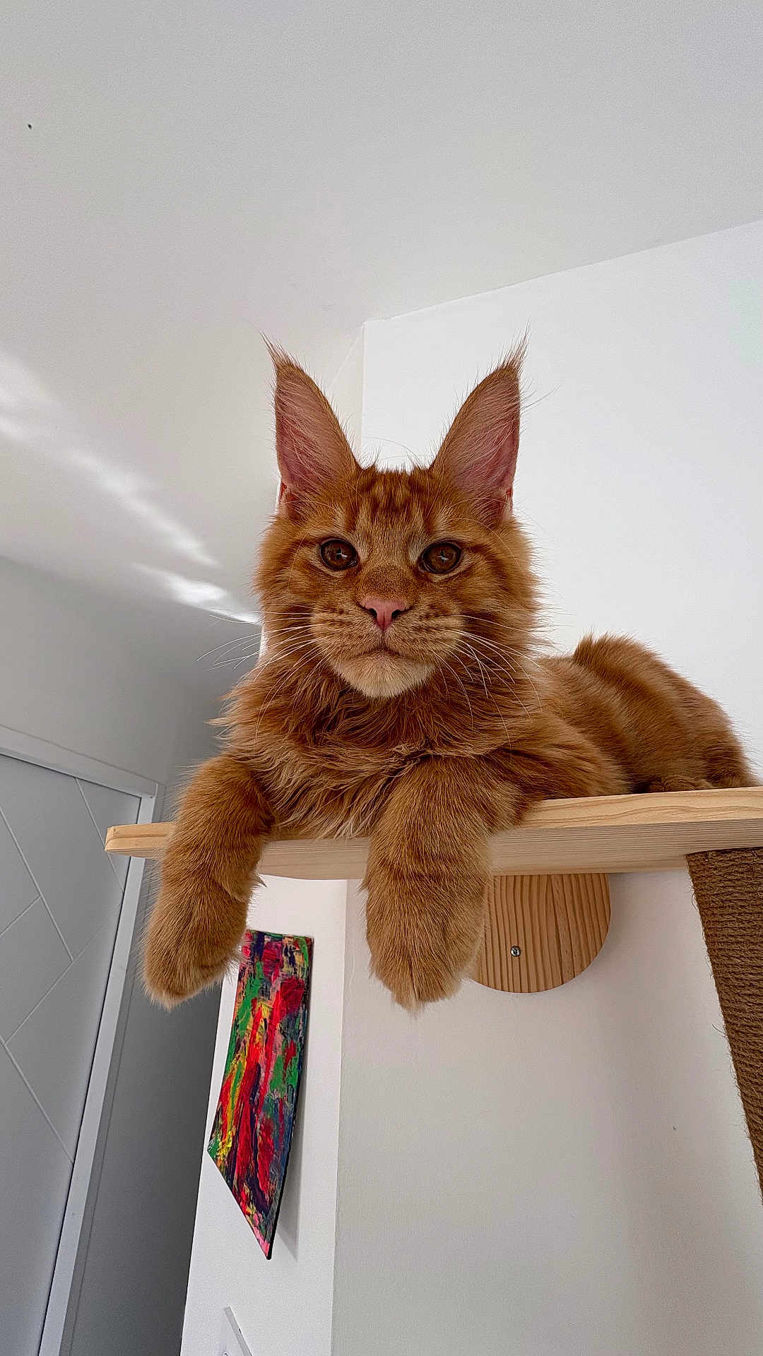 Aïko