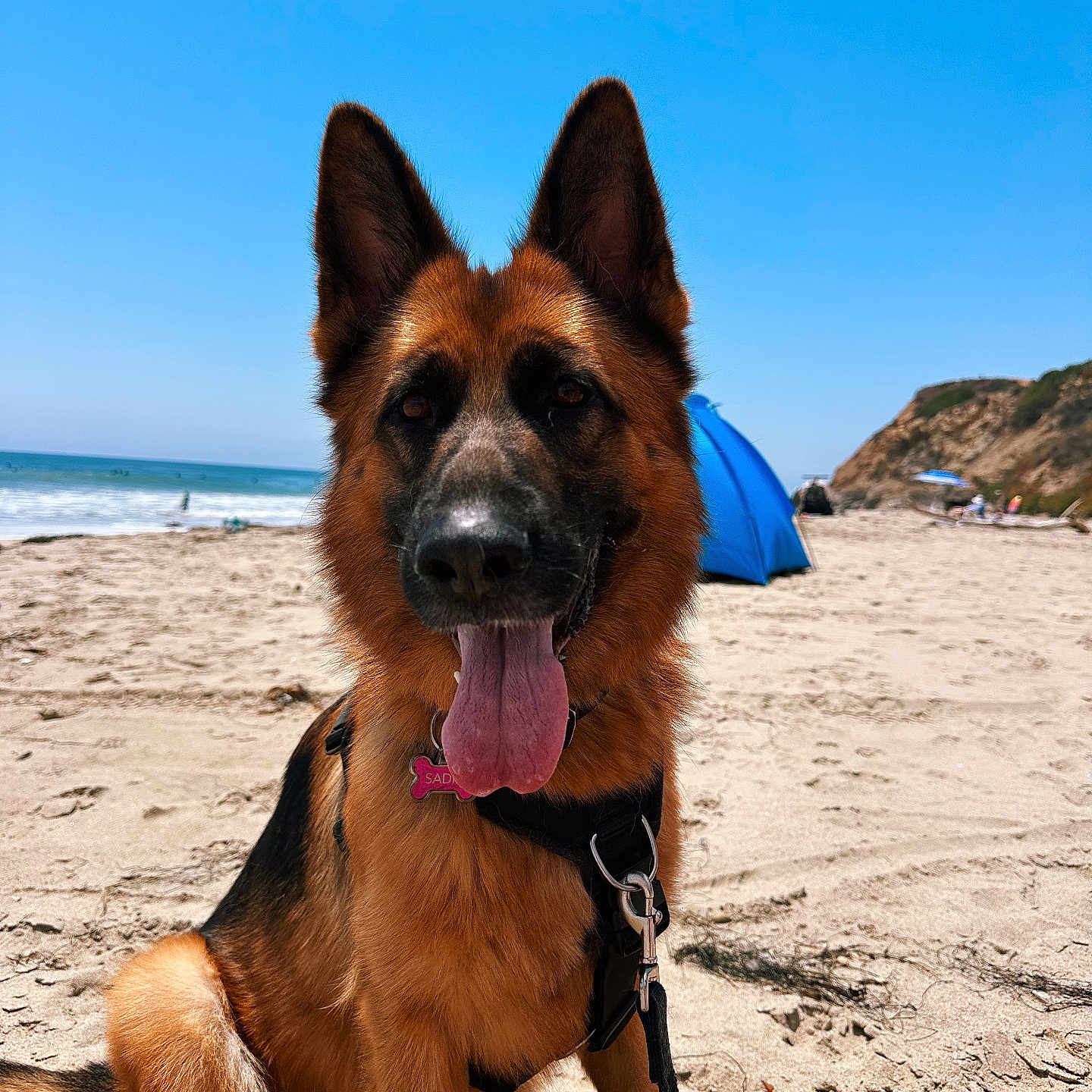 Sadie is registered to the contest to win money with this photo: animal, beach, blue_sky, canine, cliff, dog, german_shepherd, happy, harness, leash, nature, outdoor, pet, portrait, sand, summer, sunny, tent, tongue_out, vacation