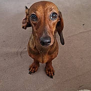 Vaya a rejoint le concours — aidez-le/la à gagner de superbes lots ! dog, dachshund, pet, brown_dog, sitting, indoor, carpet, home, portrait, looking_at_camera, floppy_ears, long_body, short_legs, paws, animal, companion_animal, floor, plush_toy, hallway, adorable