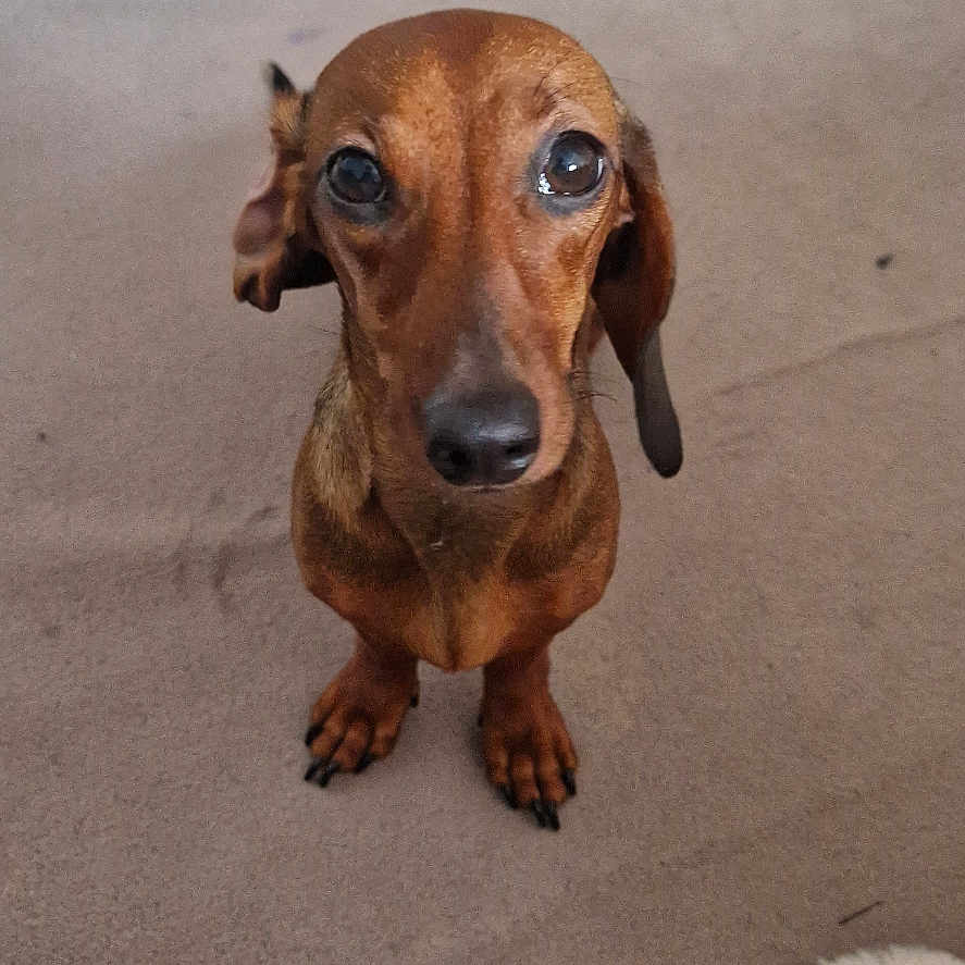 Vaya a rejoint le concours — aidez-le/la à gagner de superbes lots ! dog, dachshund, pet, brown_dog, sitting, indoor, carpet, home, portrait, looking_at_camera, floppy_ears, long_body, short_legs, paws, animal, companion_animal, floor, plush_toy, hallway, adorable