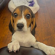 Cherrie is registered to the contest to win money with this photo: puppy, beagle, dog, pet, cute, brown, white, black, floor, wooden_floor, dog_bed, indoor, animal, closeup, paw, leather, looking_up, eyes, nose, ears