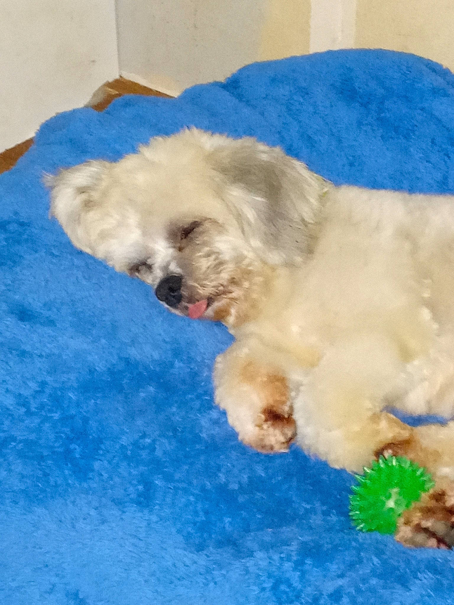 Ozzybear joined the competition — help win amazing prizes! canidae, carnivore, companion_dog, dog, dog_breed, fur, goldendoodle, labradoodle, maltepoo, pet_supply, poodle, poodle_crossbreed, puppy_love, small_terrier, snout, sporting_group, terrier, toy_dog, water_dog, working_animal