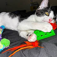 Domino is registered to the contest to win money with this photo: black, black_and_white, cat, close_up, colorful, cute, feathers, feline, fur, green, indoor, kitten, lying_down, orange, paw, pet, pink_pads, playful, toy, white
