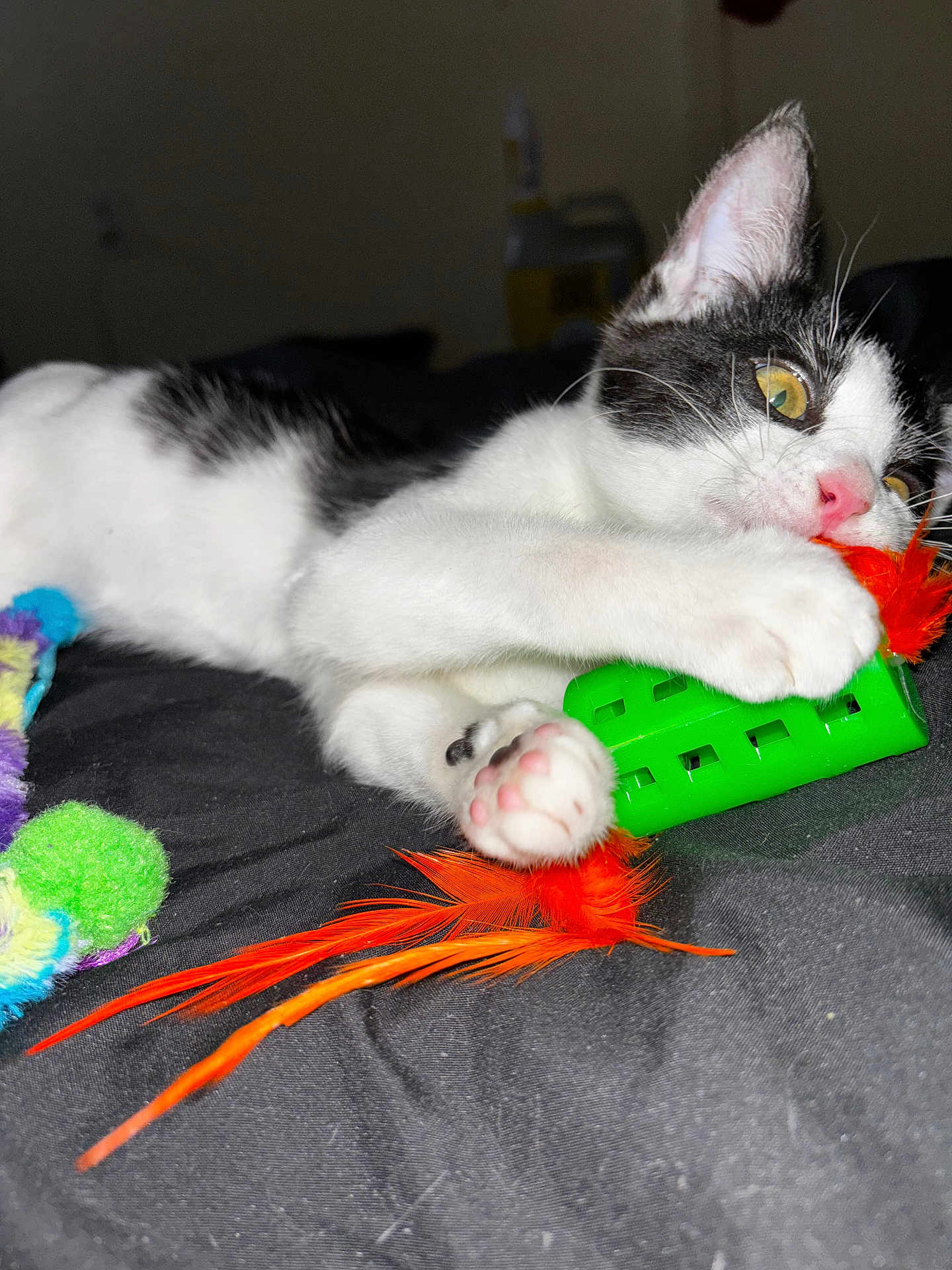 Domino