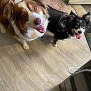 Sasha joined the competition — help win amazing prizes! dog, brown_dog, black_dog, happy, tongue_out, pet, indoor, floor, tile_floor, collar, harness, mat, chair, looking_up, animal, canine, fur, ears, mouth_open, domestic_animal