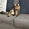 cat, tabby_cat, sofa, couch, cushion, home_interior, indoor, pet, feline, relaxed, fur, whiskers, eyes, sitting, cozy, furniture, gray, blue, white, textured