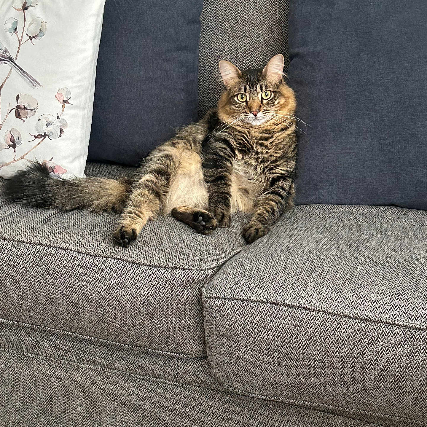 Niko Merlot