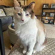 Sidney joined the competition — help win amazing prizes! cat, fluffy, blue_eyes, sitting, ottoman, living_room, cat_tree, furniture, decor, carpet, indoor, pet, whiskers, ears, close_up, cozy, home, portrait, calico, domestic_cat