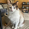 cat, fluffy, blue_eyes, sitting, ottoman, living_room, cat_tree, furniture, decor, carpet, indoor, pet, whiskers, ears, close_up, cozy, home, portrait, calico, domestic_cat