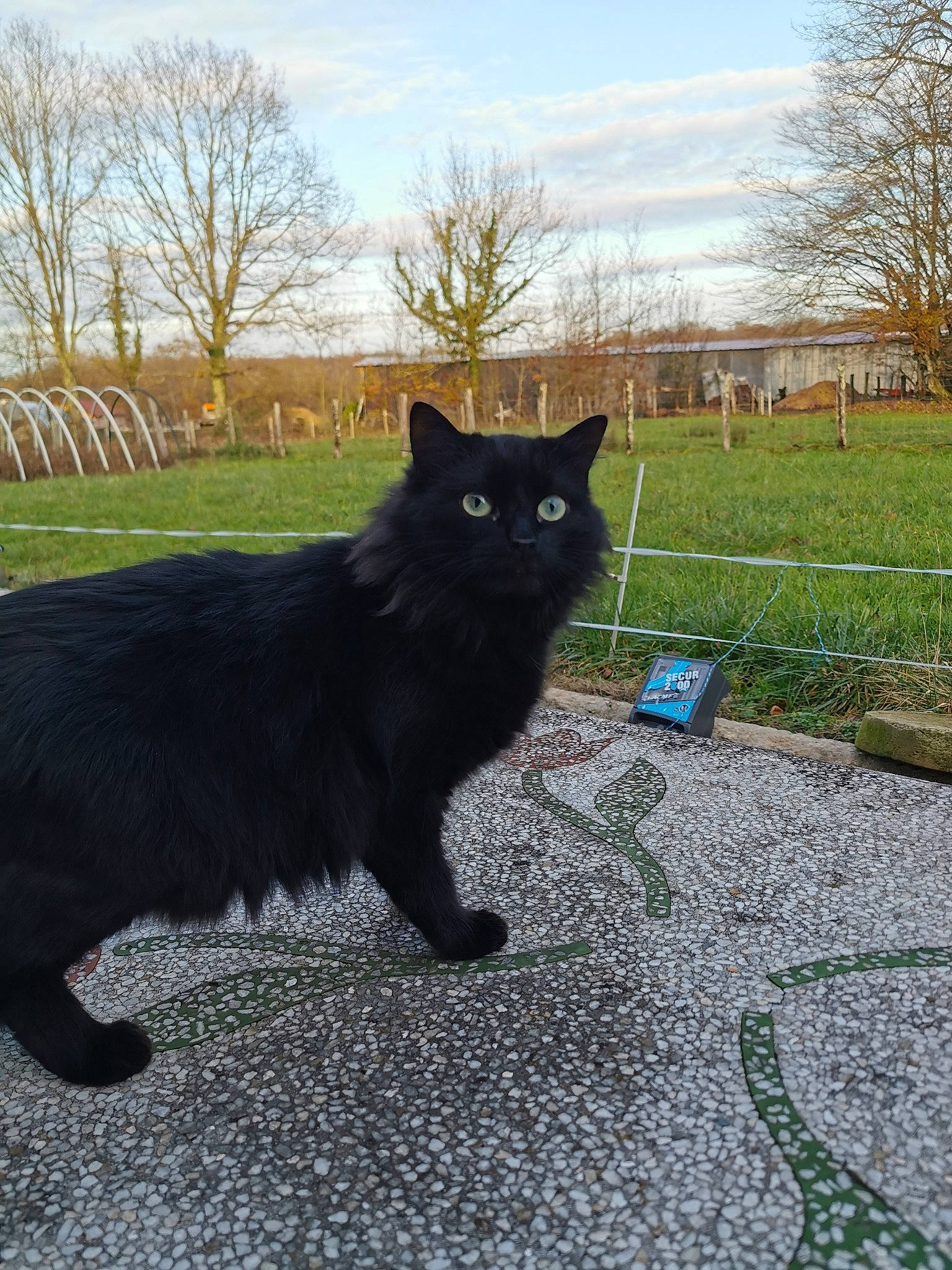 Eva a rejoint le concours — aidez-le/la à gagner de superbes lots ! black_cat, bombay, carnivore, cat, domestic_short_haired_cat, european_shorthair, eye, felidae, fur, grass, mammal, nebelung, plant, small_to_medium_sized_cats, tail, tree, vertebrate, whiskers