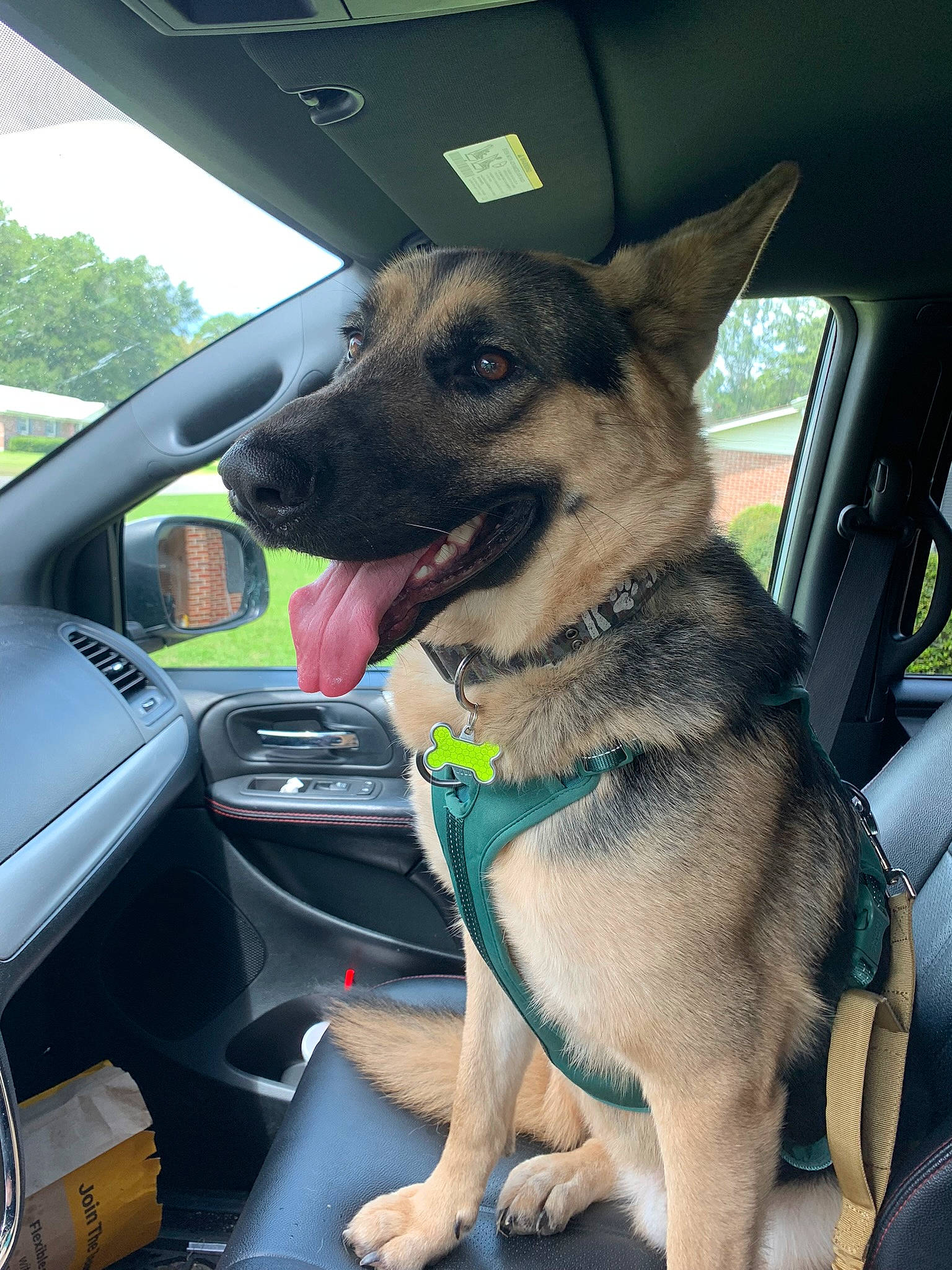 Goose joined the competition — help win amazing prizes! auto_part, automotive_exterior, automotive_mirror, car, carnivore, collar, companion_dog, dog, dog_breed, dog_collar, fawn, motor_vehicle, snout, sporting_group, steering_wheel, tree, vehicle, vehicle_door, window, windshield