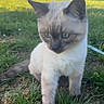 cat, kitten, siamese_cat, grass, outdoor, animal, pet, feline, young_animal, nature, greenery, curious, fur, whiskers, blue_eyes, close_up, daylight, soft_focus, ground, exploring