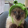 Yuki participe au concours pour gagner de l'argent avec cette photo : cat, blue_eyes, crocheted_hat, green_hat, frog_hat, indoor, curtain, window, pet, animal, cute, feline, paws, close_up, knitted, hand, cozy, fur, domestic_cat, playful