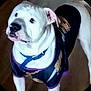 Sampson is registered to the contest to win money with this photo: dog, white_dog, pet, animal, shirt, clothing, collar, indoor, wooden_floor, standing, looking_up, canine, domestic_animal, young_dog, companion, fur, ears, black_shirt, blue_collar, cute