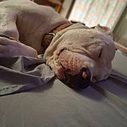 Sampson is registered to the contest to win money with this photo: dog, sleeping, bed, collar, white_dog, indoor, pet, resting, canine, closeup, fur, snout, relaxed, cozy, domestic_animal, household, animal, quiet, nap, comfort