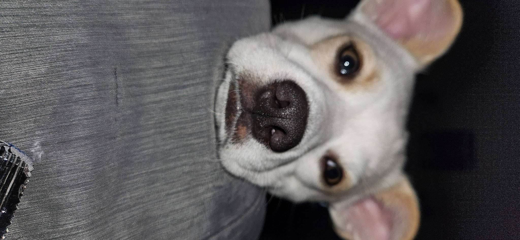 Lucky joined the competition — help win amazing prizes! canidae, carnivore, companion_dog, dog, dog_breed, ear, fawn, fur, non_sporting_group, snout, sporting_group, toy_dog, whiskers, wood, working_animal