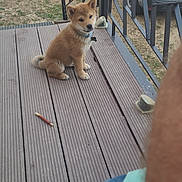 Appy participe au concours pour gagner de l'argent avec cette photo : animal, brown_fur, collar, curious, cute, daylight, dog, domestic_animal, fence, floor, nature, outdoor, pet, puppy, railing, sitting, toy, van, wooden_deck, young