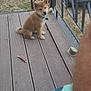 animal, brown_fur, collar, curious, cute, daylight, dog, domestic_animal, fence, floor, nature, outdoor, pet, puppy, railing, sitting, toy, van, wooden_deck, young