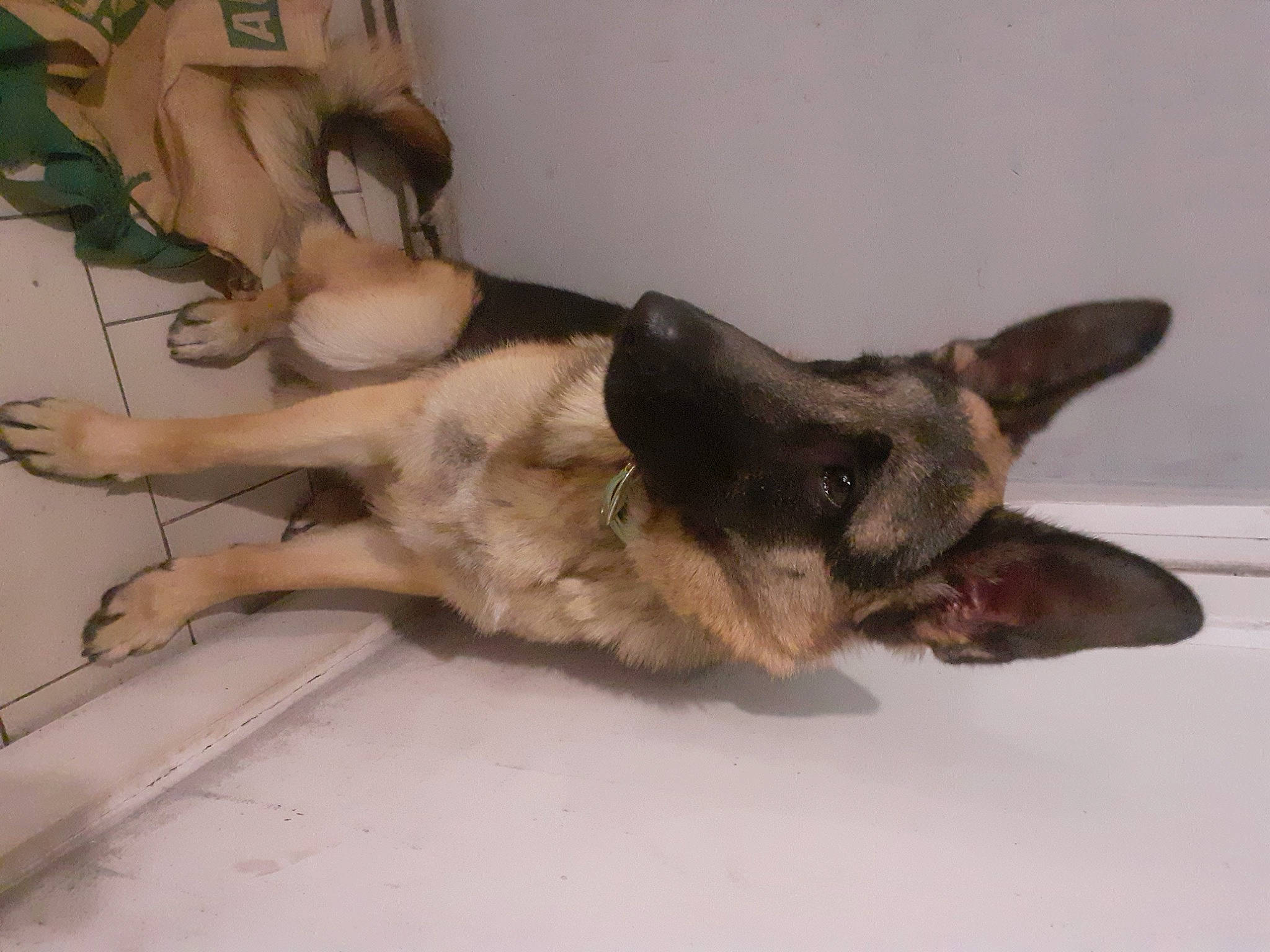 Tao participe au concours pour gagner de l'argent avec cette photo : canidae, carnivore, companion_dog, dog, dog_breed, east_european_shepherd, fawn, fur, german_shepherd_dog, guard_dog, herding_dog, king_shepherd, old_german_shepherd_dog, paw, snout, sporting_group, tail, terrestrial_animal, working_animal, working_dog